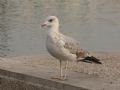 Larus michahellis